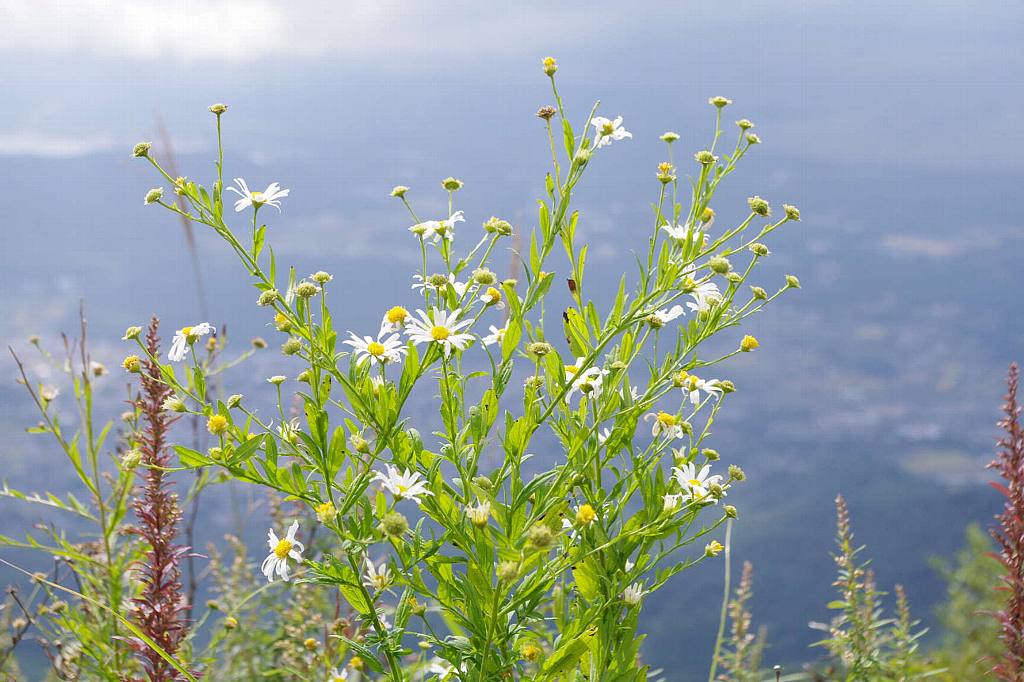 杓子山山頂に咲く花